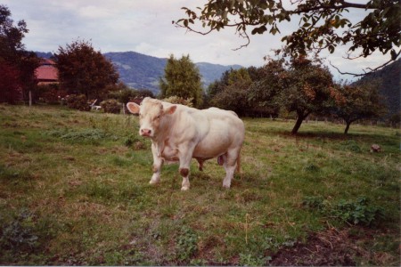 le boeuf de la ferme bellevue
